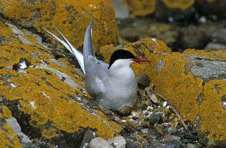 Sterna Hirundo/Common Tern/Sea Swallow/Common Tern