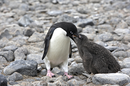 Pygoscelis adeliae/Penguin d'Adelie/Adelie Penguin