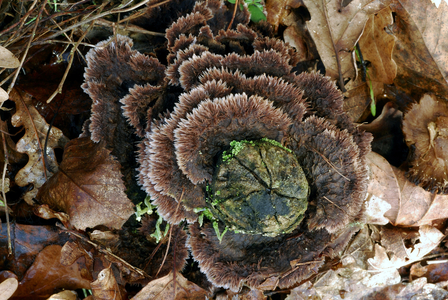 Thelephora terrestris/Land Telephore