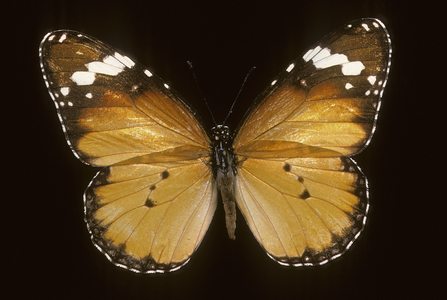Danaus chrysippus/Small Monarch/Male