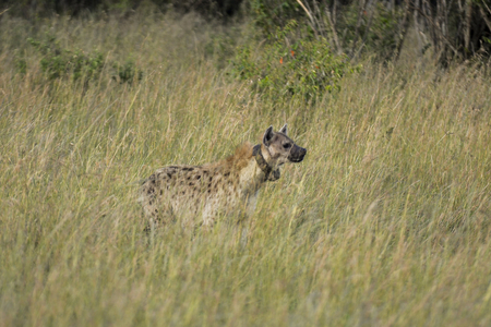 Crocuta Crocuta/Spotted Hyene/Spotted Hyaena/With transmitter collar/Masai Mara Reserve/Kenya