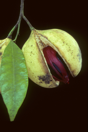 Myristica Fragans/Nutmeg/Nutmeg/Nutmeg/Mace
