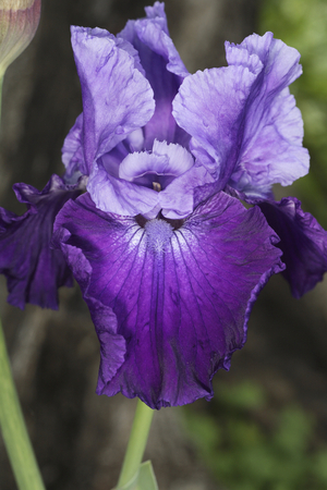 Iris germanica/Iris des jardins 'Royalist'