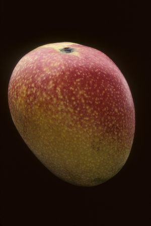 Mangifera indica/Mango/Mango/Indian Mango