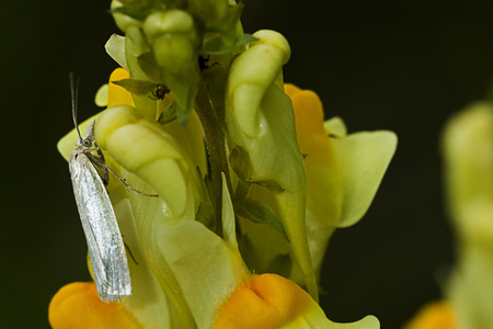 Crambus perlella/Crambus pearl