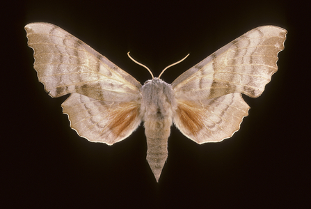 Populi Laothoe/Poplar Sphinx/Female