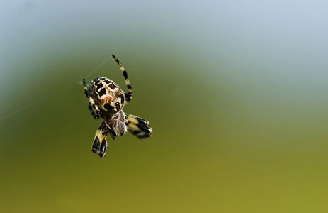 Larinioides cornutus/Reed Sparrow