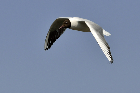 Larus ridibundus/Black Headed Gull/Black Headed Gull