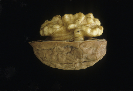 Juglans regia/Walnut/Royal Walnut/Franquette Walnut/Kernel/Walnut Tree