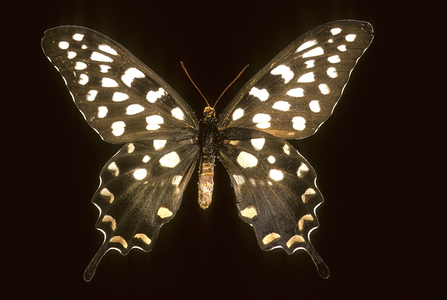 Papilio antenor/Male