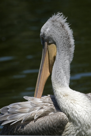 Pelecanus crispus/Pelican frieze/Dalmatian Pelican