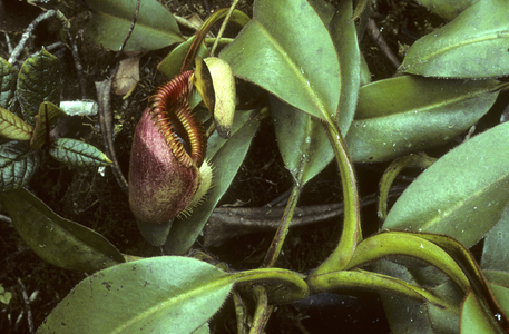 Nepenthes villosa/Nepenthes