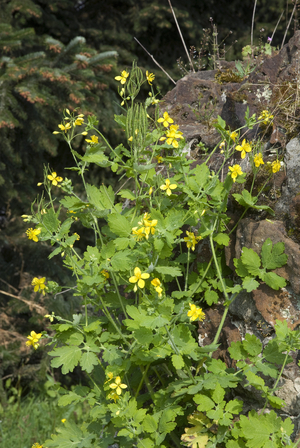 Chelidonium majus/Large Chelidoine/Warts Grassgrass/Large Lighting/Celandine