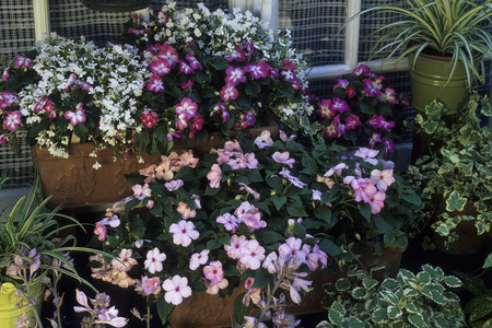 Lobelia erinus/Lobelie 'White'/Race: Horizon/Impatiens x/Impatiente 'Stardust'/Impatiente 'Pink Bush'