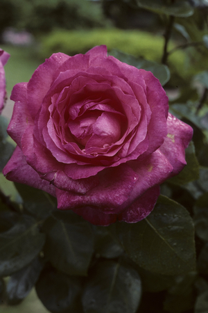 Rosa x/Pink 'Panthere Pink'