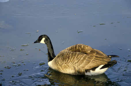 Branta canadensis/Canada Geese/Canada Goose