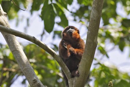 Callicebus moloch/Callicebe grey/Dusky Titi Monkey