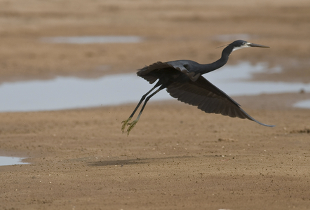 Egreta gularis/White-throated Egret/Reef Egret/Western Reef-Egret