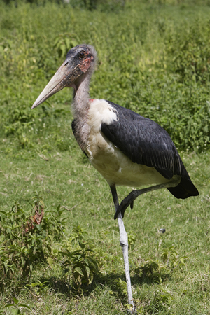 Leptoptilos crumeniferus/Marabout d'Afrique/Marabou Stork