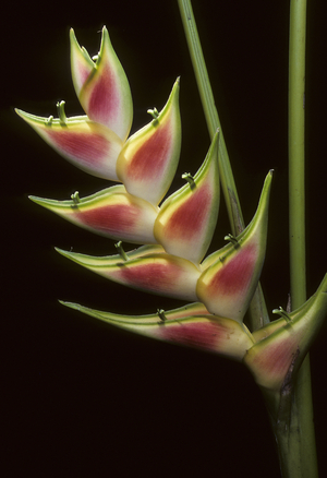 Heliconia wagneriana/Heliconia de Wagner/Biglier