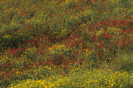 Prairie/Papaver Rhoeas/Poppy