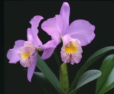 x Laeliocattleya 'Beaumesnil Parme'