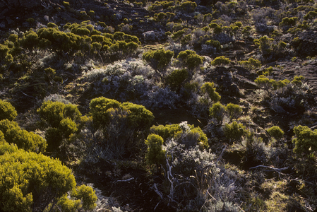 Philippia montana/Erica reunionensis/Green wank