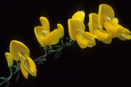 Cytisus scoparius/Broom Genet/Common Broom