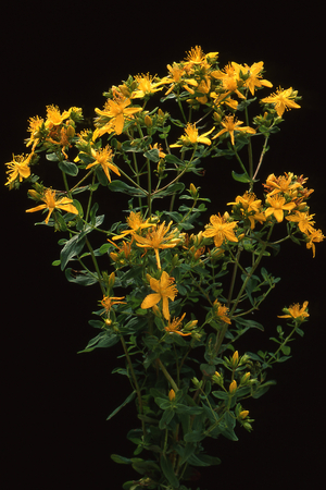 Hypericum perforatum/St. John's Wort perfore/Klamath Weed