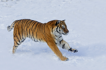 Panthera tgris altaica/Siberian Tiger/Siberian Tiger
