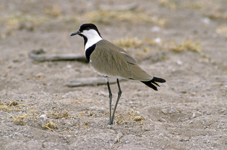 Vanellus spinosus/Spur Winged Lapwing
