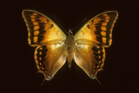 Candid Charaxes