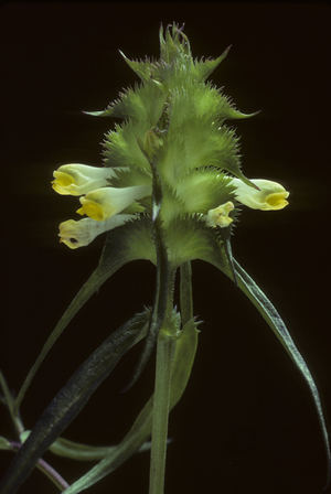 Melampyrum cristatum/Melampyre a cretes/Crested Cow Wheat