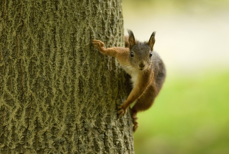 Sciurus vulgaris/Red Squirrel/Red Squirrel
