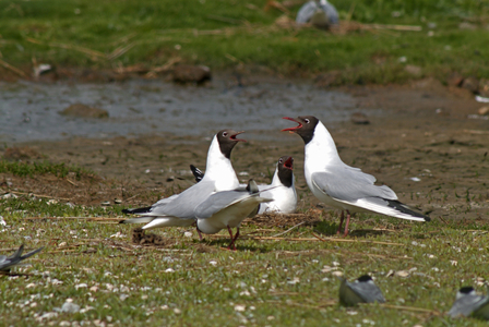 Larus ridibundus/Black Headed Gull/Black Headed Gull