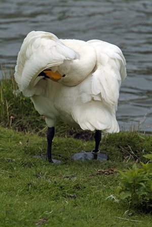 Cygnus cygnus cygnus/Singing Swan/Wild Swan/Whooper Swan