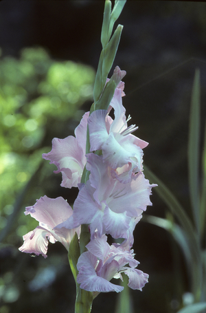 Gladiolus x/Glaieul