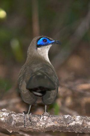 Coua cristata/Coua huppe/Crested Coua