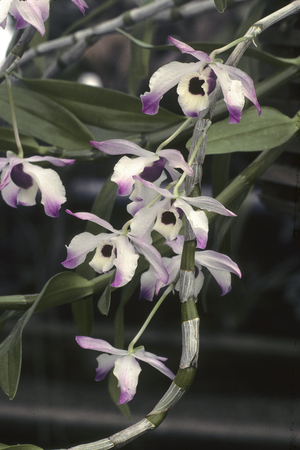 Dendrobium nobile