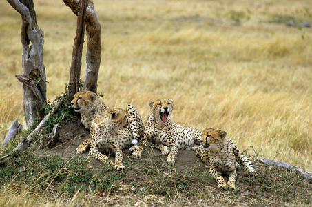 Ansinonyx jubatus/Guepard/Cheetah