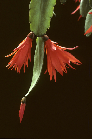 Hatiora gaertneri/Rhipsalidopsis gaertneri/Easter Cactus