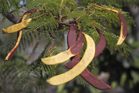 Delonix Regia/Flamboyant