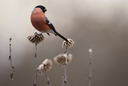Pyrrhula pyrrhula/Bullfinch/Male