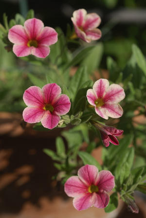 Calibrachoa x