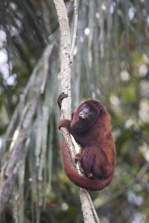 Alouatta seniculus/Red howler monkey/Red Howler Monkey