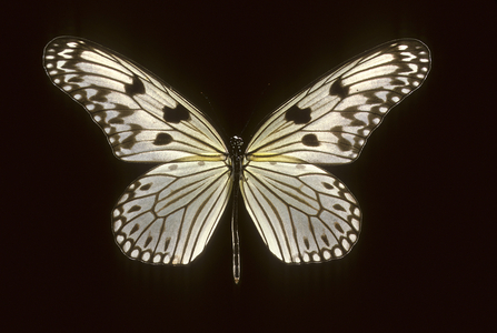 Idea electra