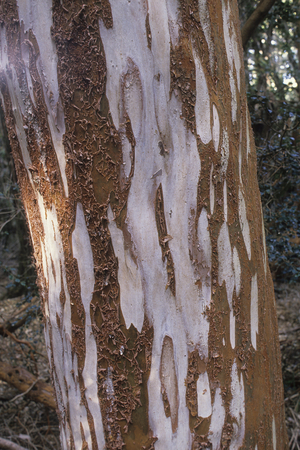 Luma apiculata/Arrayanes/Chilean Myrtle