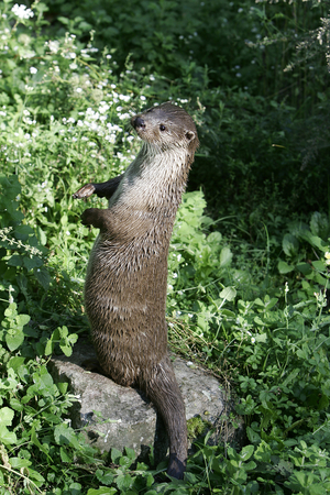 Lutra lutra/European Otter/European Otter