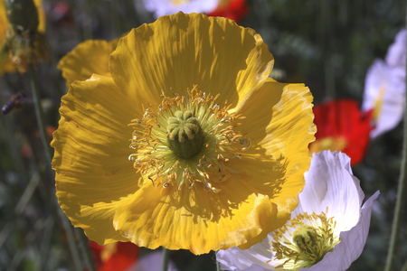 Nudicaule Papaver/Iceland Poppy/Iceland Poppy