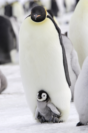 Aptenodytes forsteri/Emperor Penguin Penguin